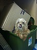 Jack in a box!